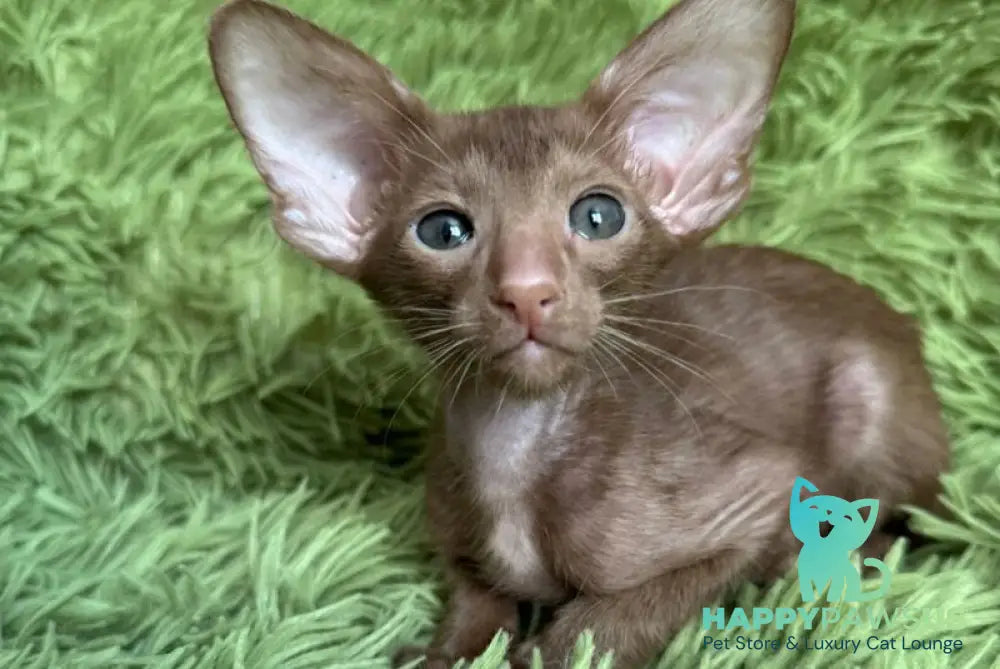 Leonid Oriental Shorthair male cinnamon - live animals