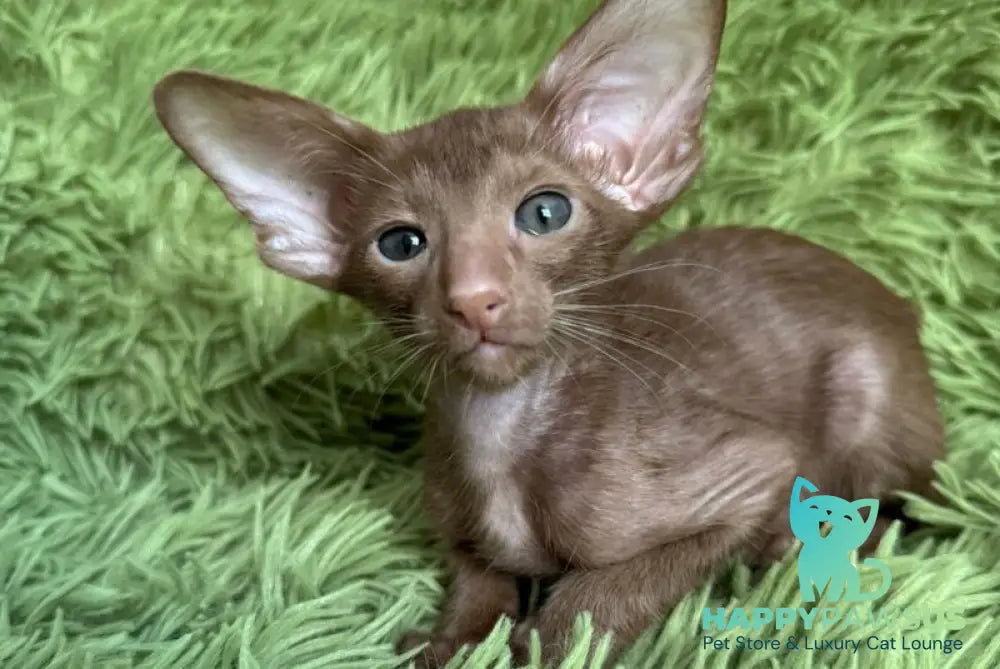 Leonid Oriental Shorthair male cinnamon - live animals