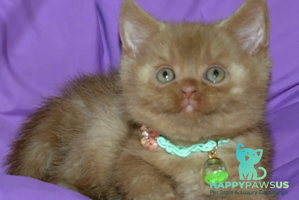 Leopold British Shorthair male cinnamon - live animals