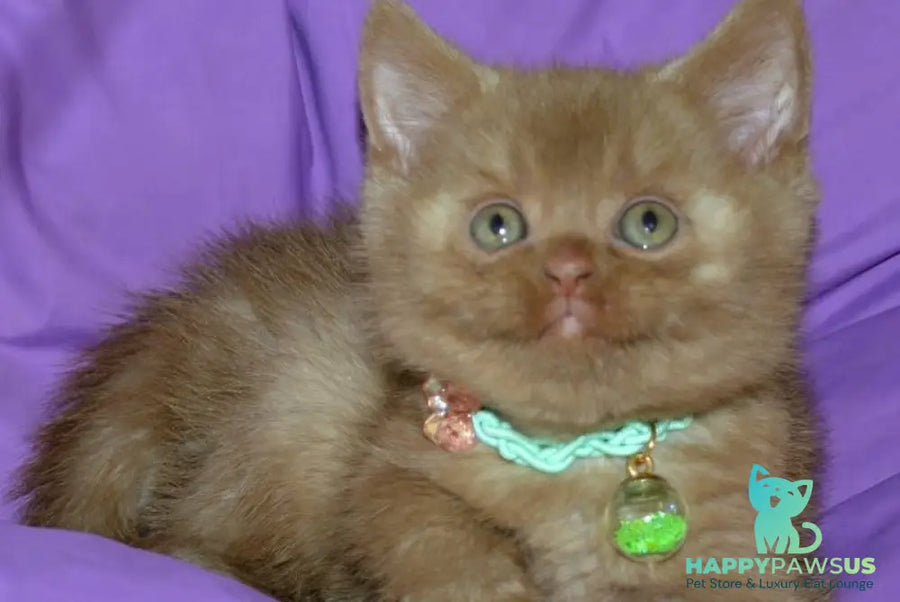 Leopold British Shorthair male cinnamon - live animals