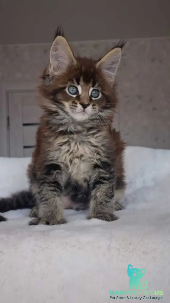 Leopold Maine Coon male black ticked tabby live animals