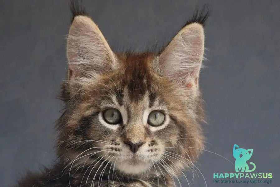 Leopold Maine Coon male black ticked tabby - live animals