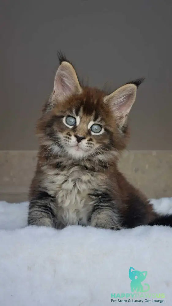 Leopold Maine Coon male black ticked tabby live animals