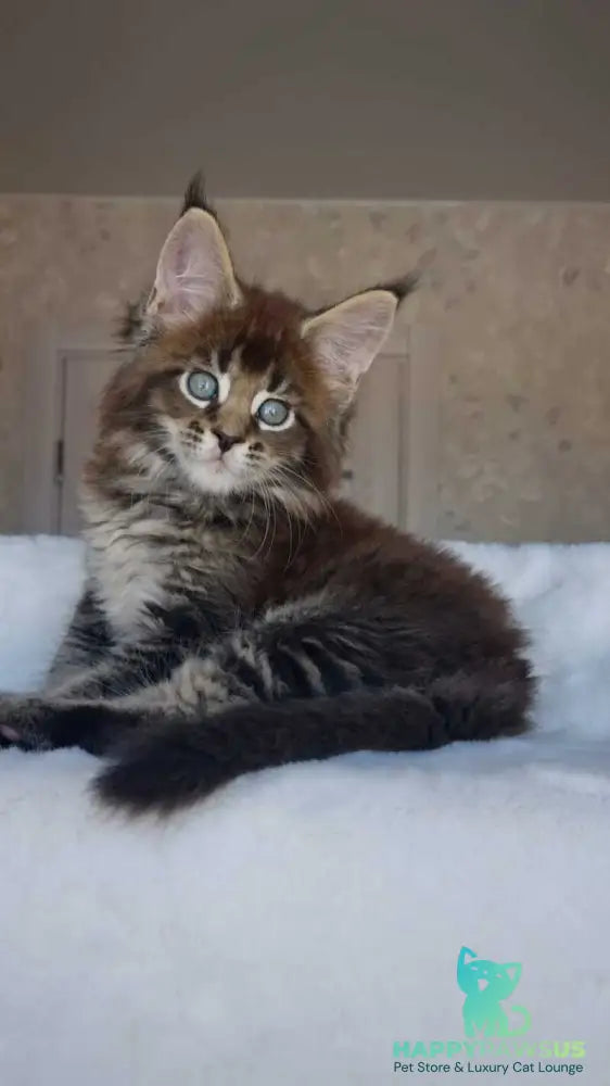 Leopold Maine Coon male black ticked tabby live animals