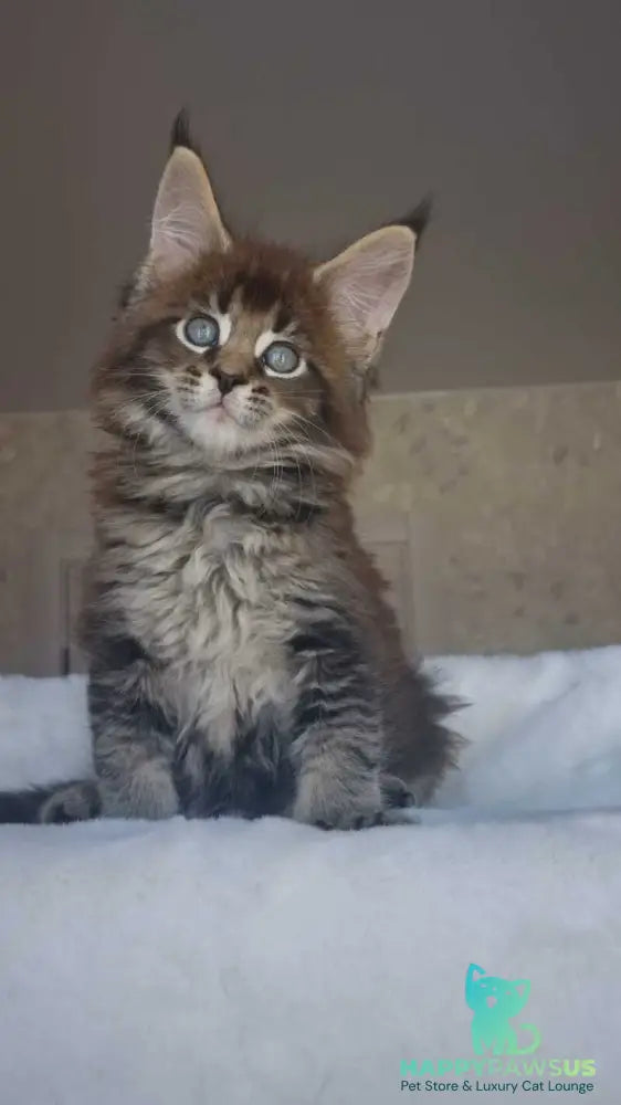 Leopold Maine Coon male black ticked tabby live animals