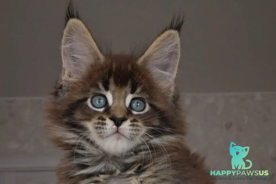 Leopold Maine Coon male black ticked tabby live animals
