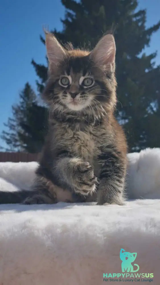 Leopold Maine Coon male black ticked tabby - live animals