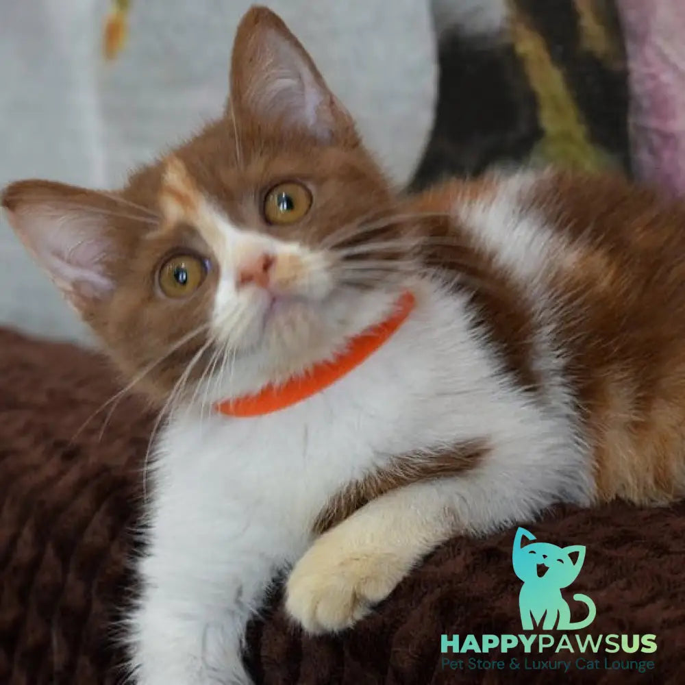 Leosia British Shorthair female cinnamon tortie bicolour - live animals
