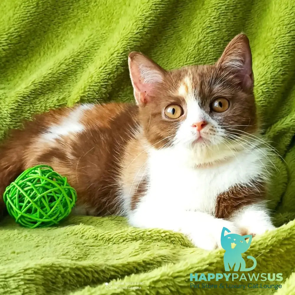 Leosia British Shorthair female cinnamon tortie bicolour - live animals