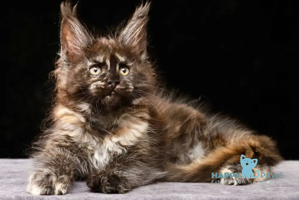 Lera Maine Coon female black tortie live animals