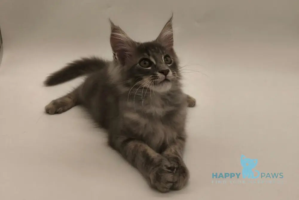 Leroy Maine Coon male blue tabby live animals