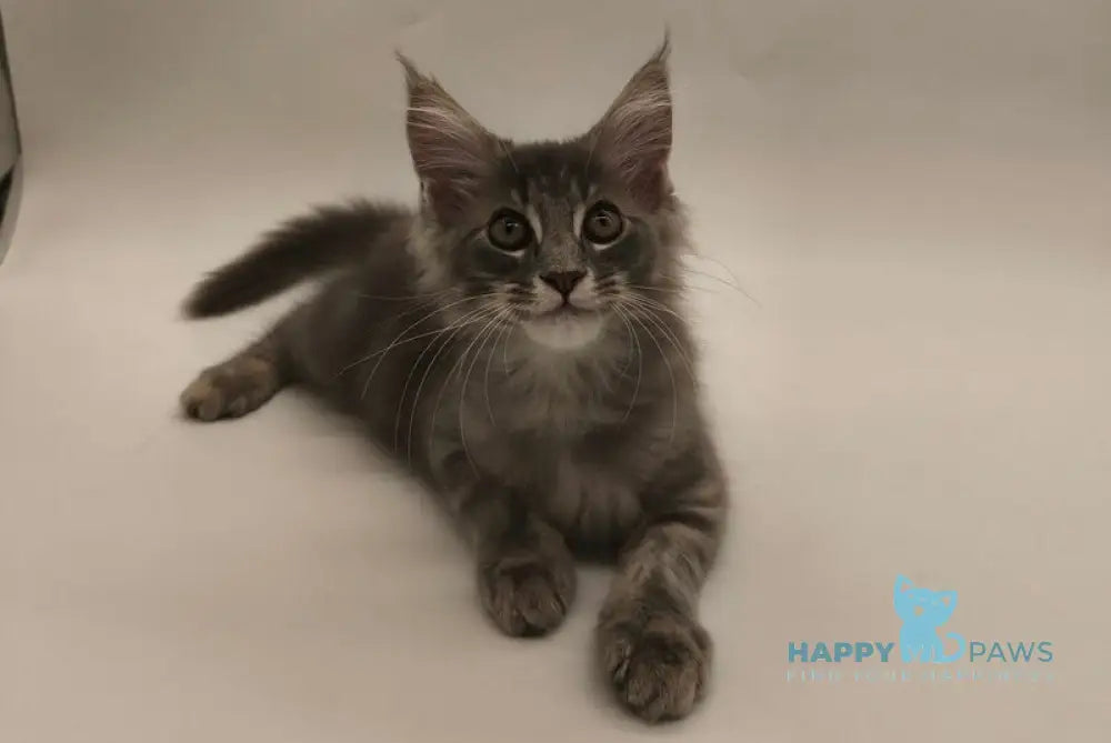 Leroy Maine Coon male blue tabby live animals