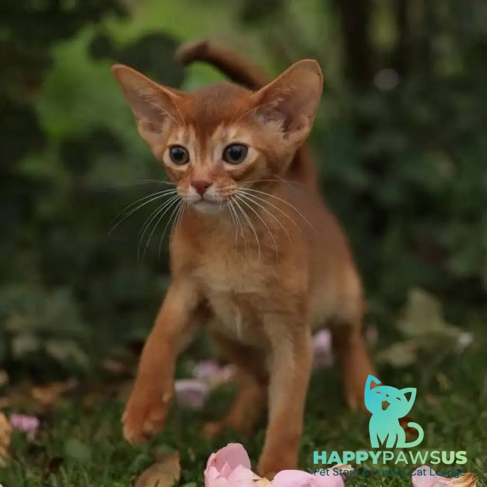 Lessi Abyssinian female sorrel - live animals