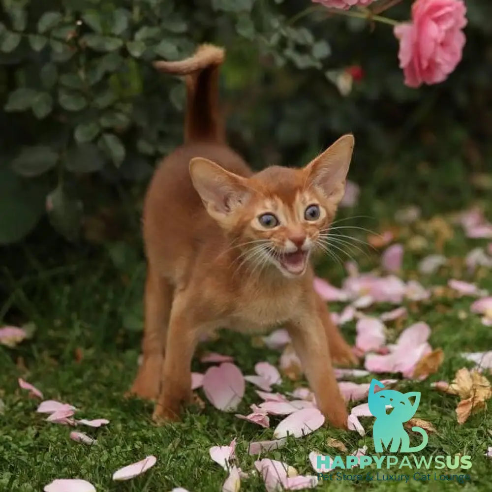 Lessi Abyssinian female sorrel - live animals