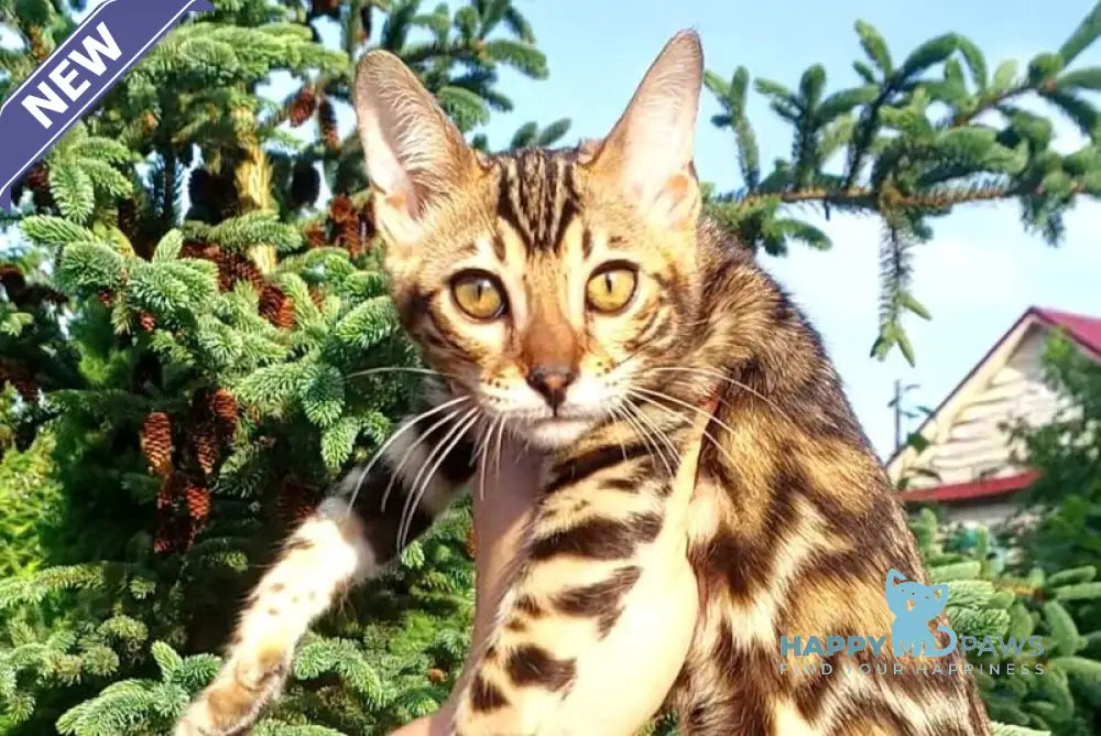 Lesya Bengal female black spotted tabby - live animals