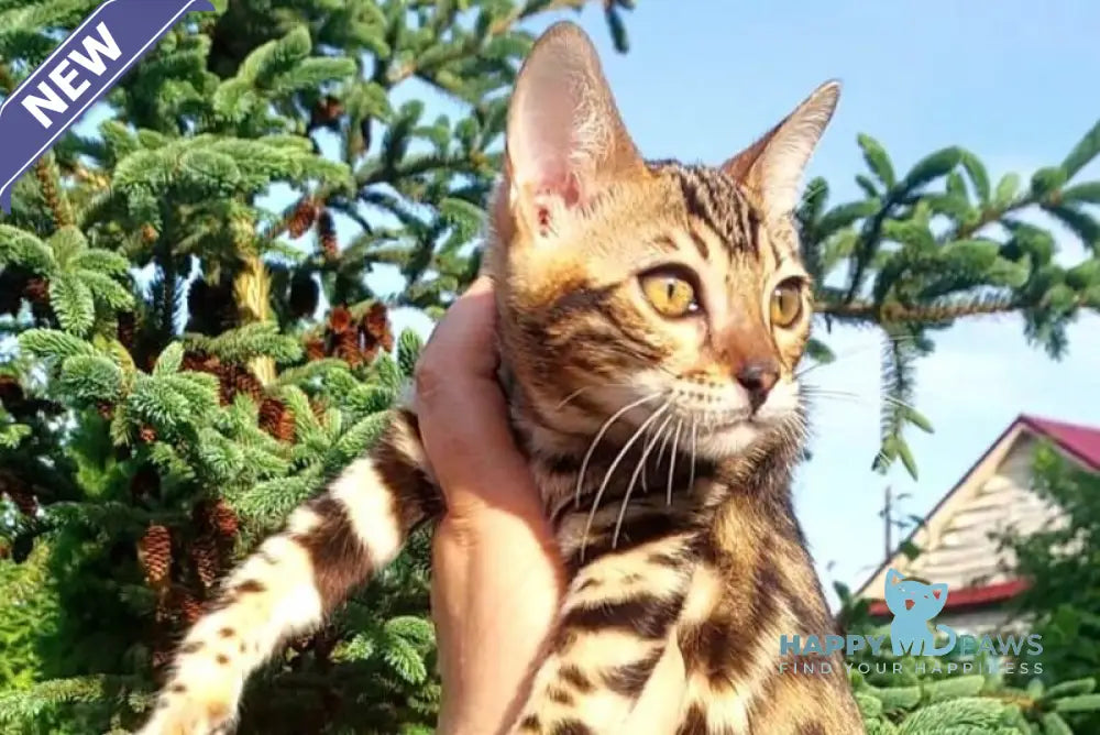 Lesya Bengal female black spotted tabby - live animals
