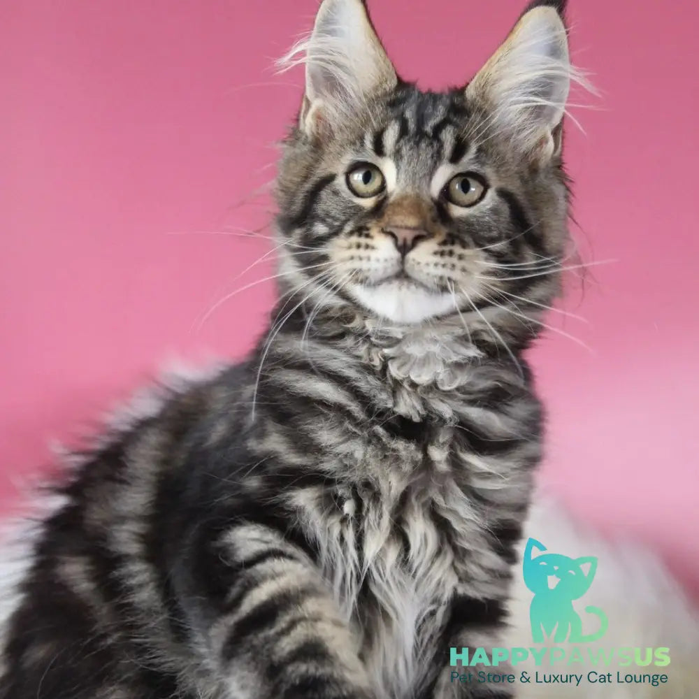 Leva Maine Coon male black tabby - live animals