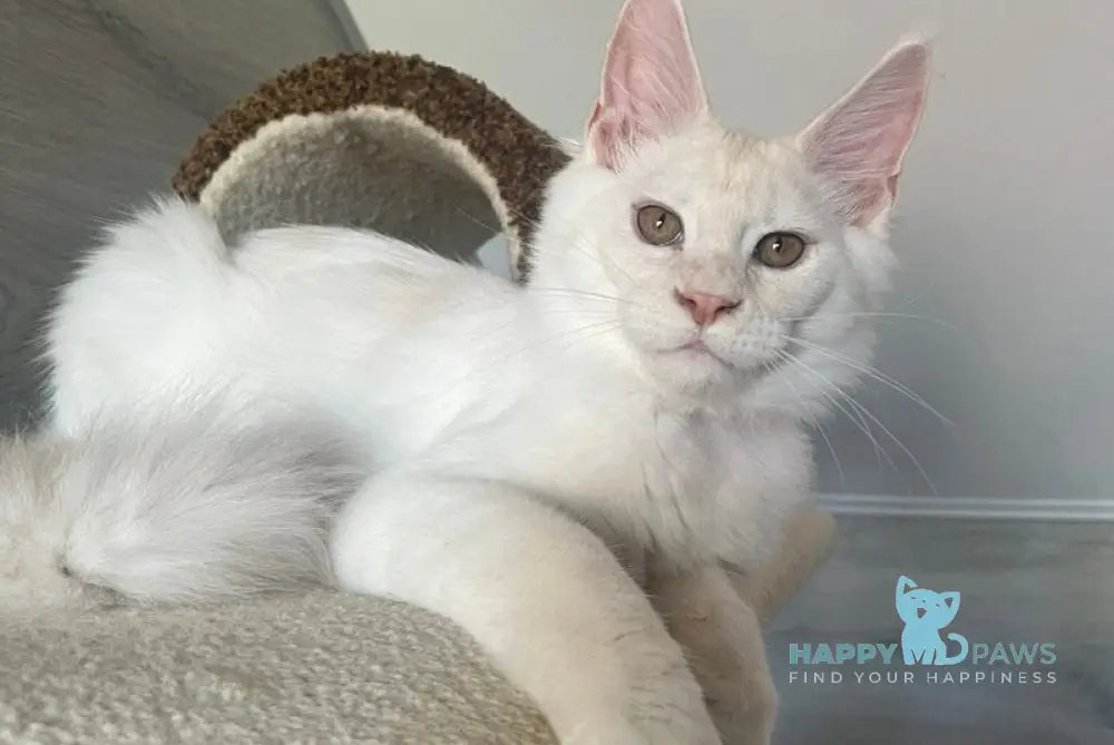 Leva Maine Coon male red silver live animals