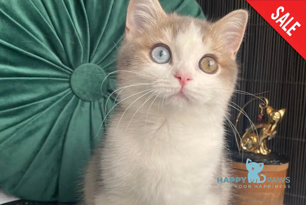 Leva Scottish Straight male blue golden bicolour live animals