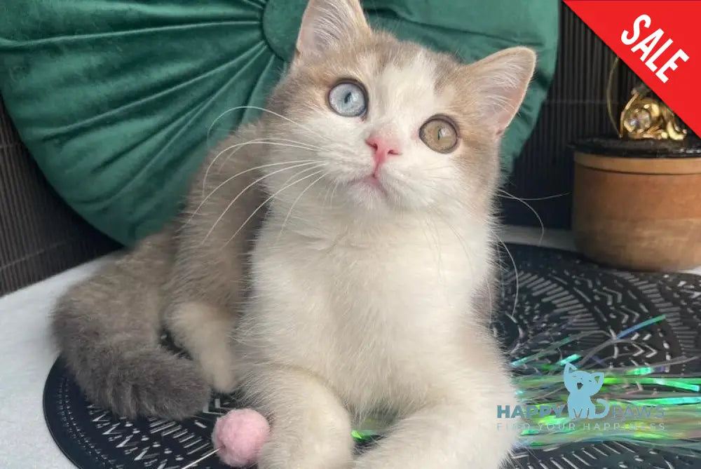 Leva Scottish Straight male blue golden bicolour live animals