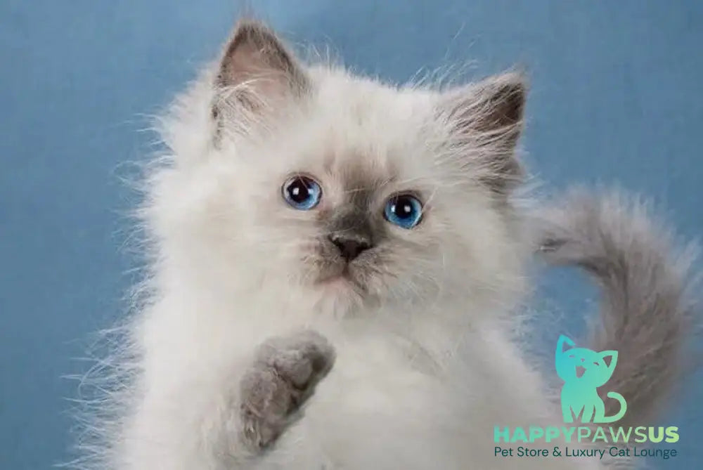 Levushka Neva Masquerade male blue pointed live animals