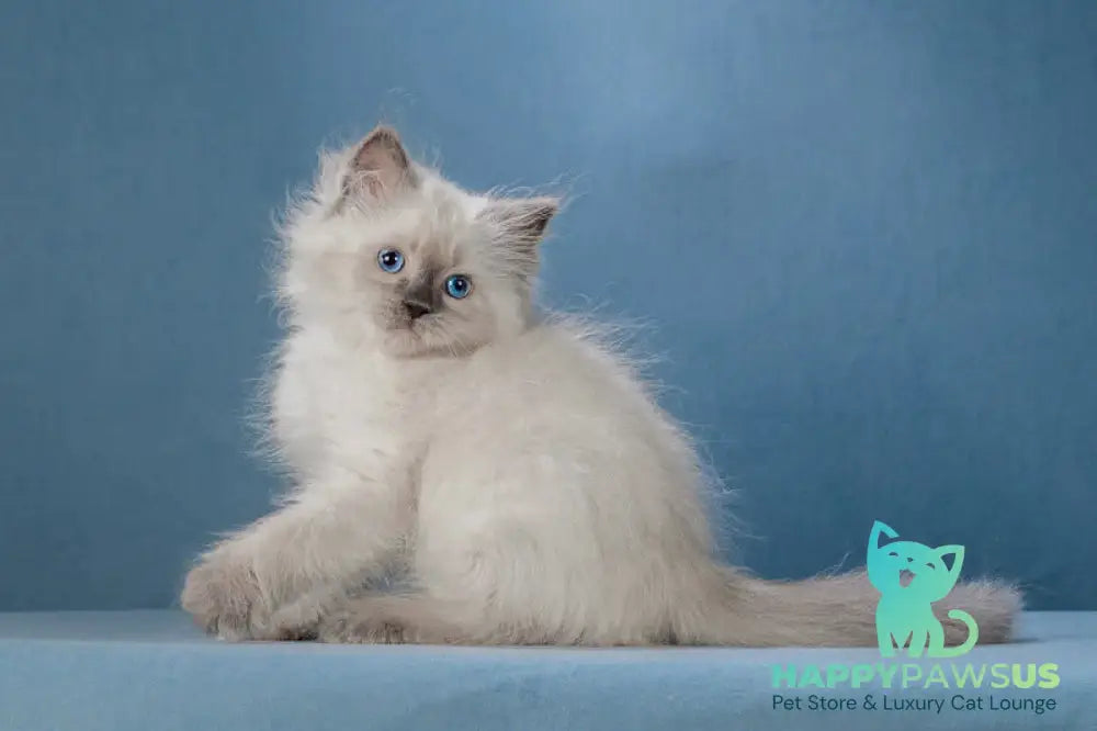 Levushka Neva Masquerade male blue pointed live animals