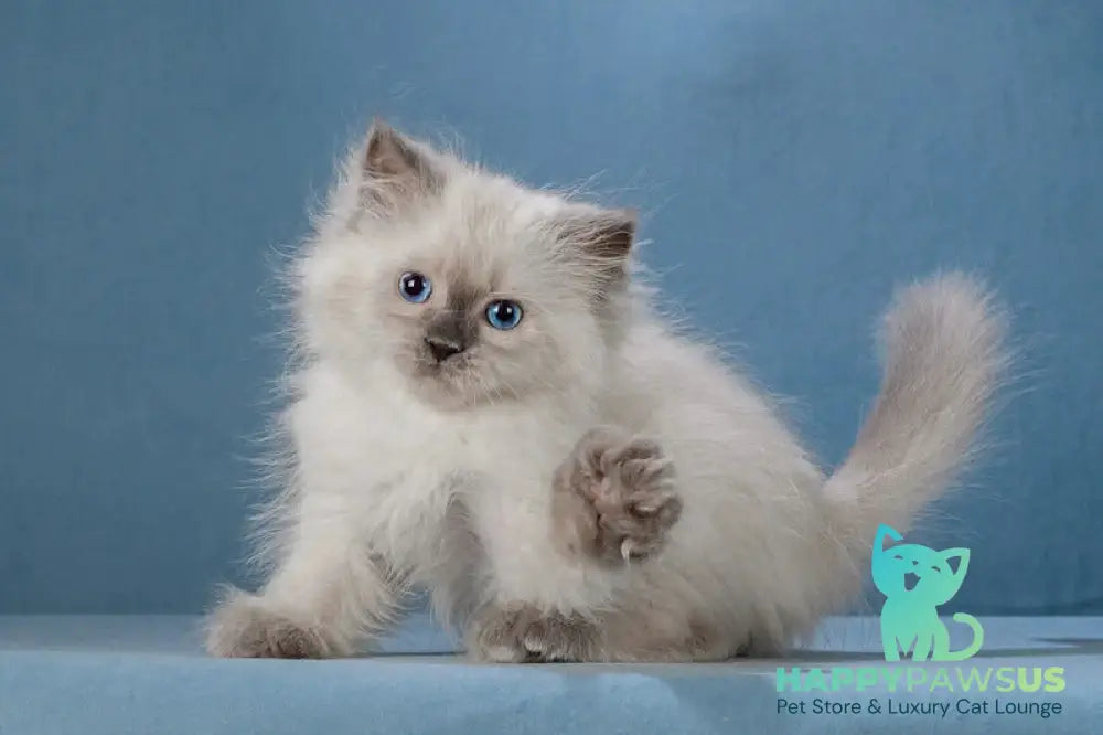 Levushka Neva Masquerade male blue pointed live animals