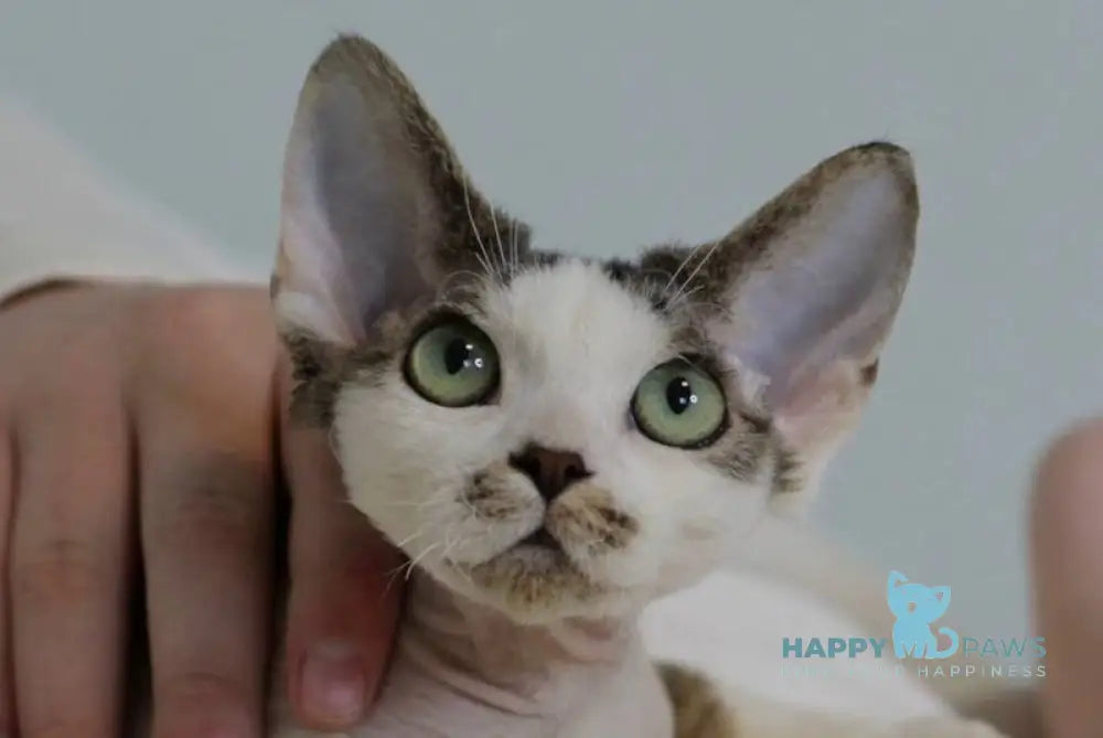 Lеwis Devon Rex male black tabby harlequin live animals