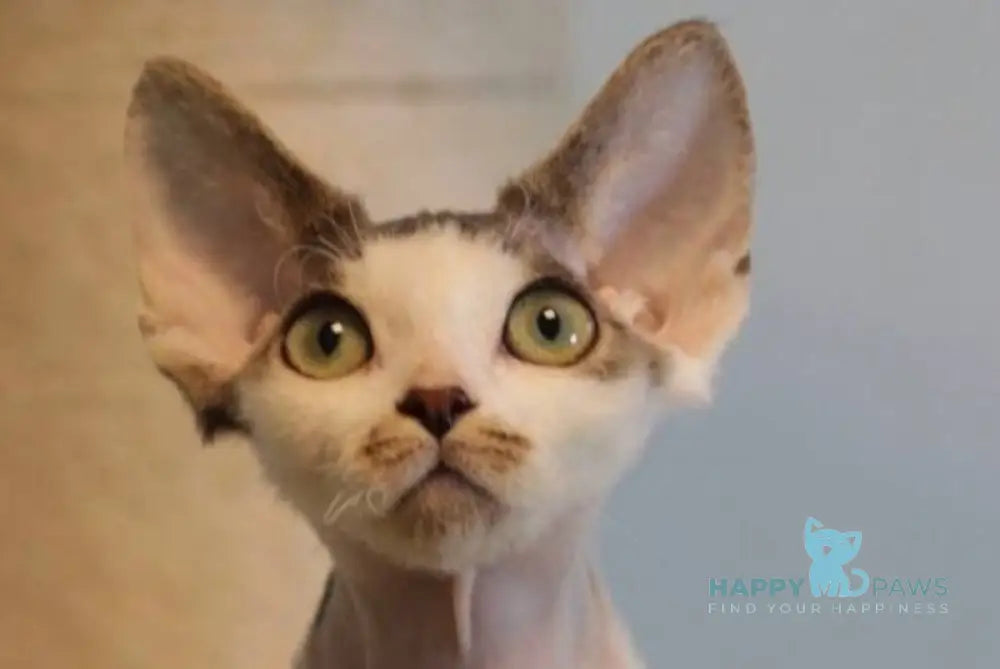 Lеwis Devon Rex male black tabby harlequin live animals