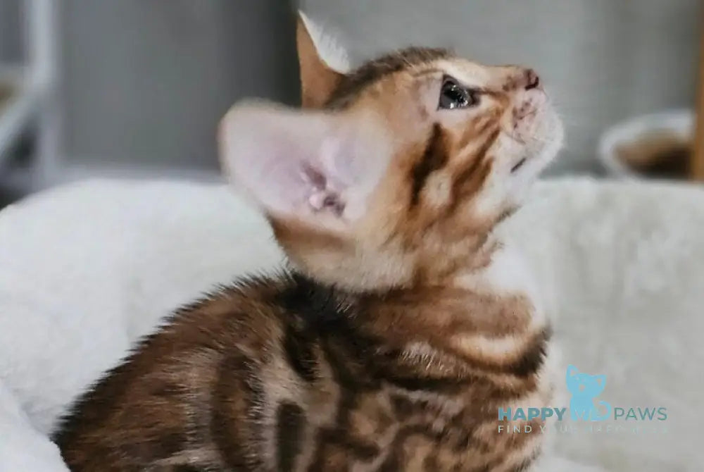 Lexa Bengal female black spotted tabby live animals