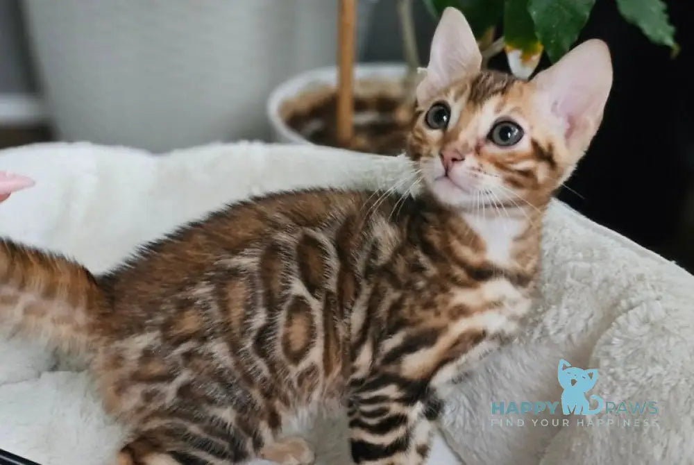 Lexa Bengal female black spotted tabby live animals