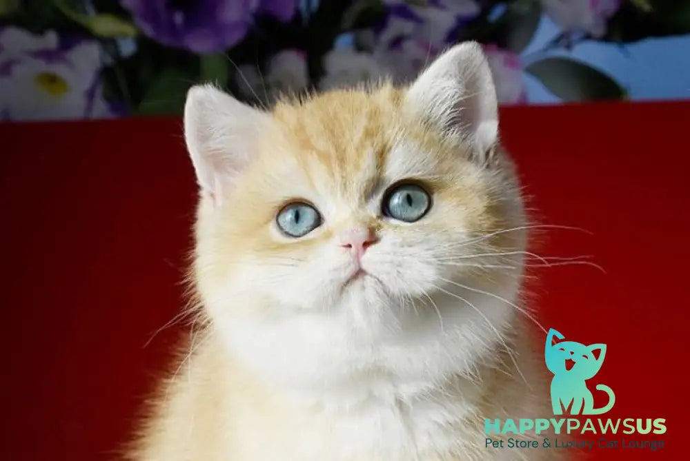 Lexi British Shorthair female chocolate golden shaded - live animals