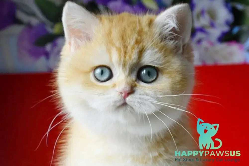 Lexi British Shorthair female chocolate golden shaded - live animals