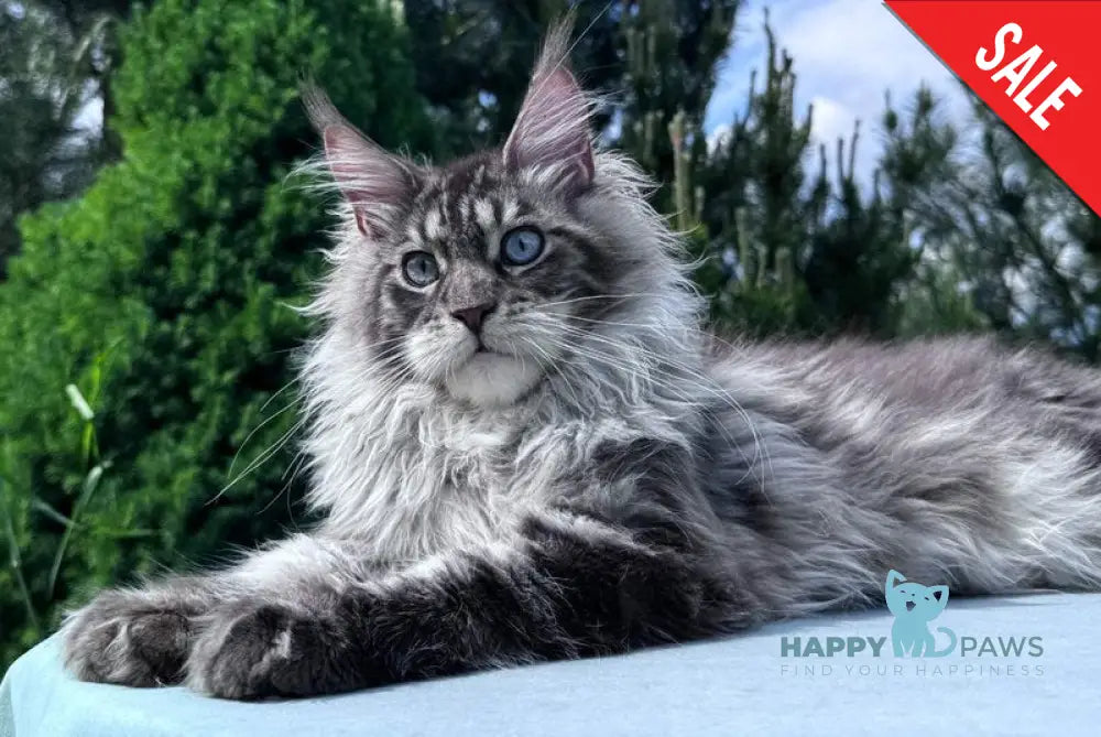 Lexi Maine Coon male blue with white tabby - live animals