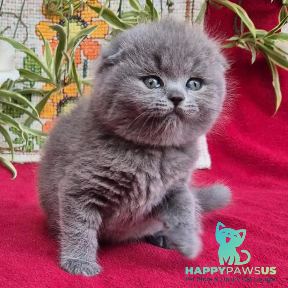 Lexi Scottish Fold female blue - live animals