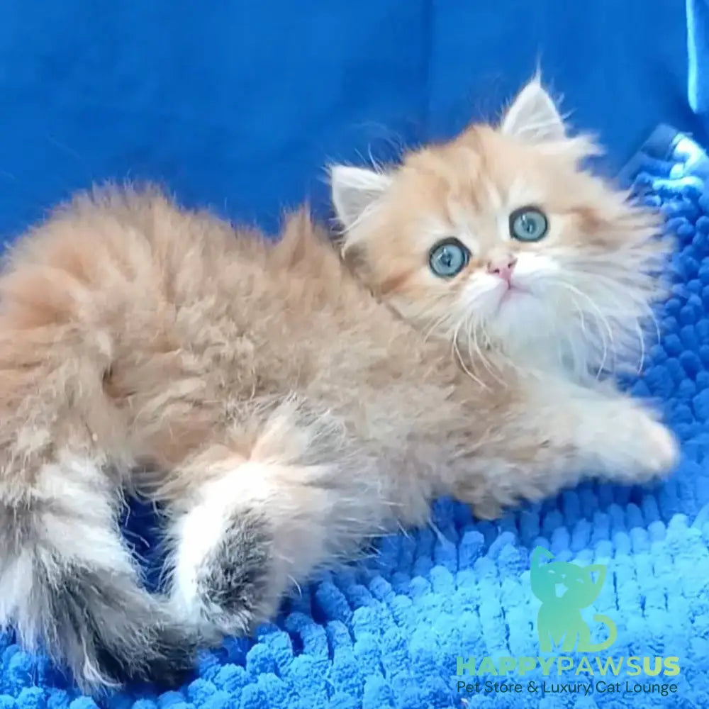 Lexus British Longhair male black golden shaded - live animals
