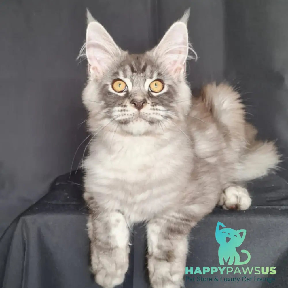 Lexus Maine Coon male blue silver tabby - live animals