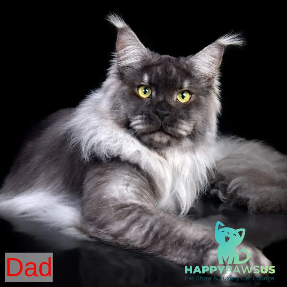 Lexus Maine Coon male blue silver tabby - live animals