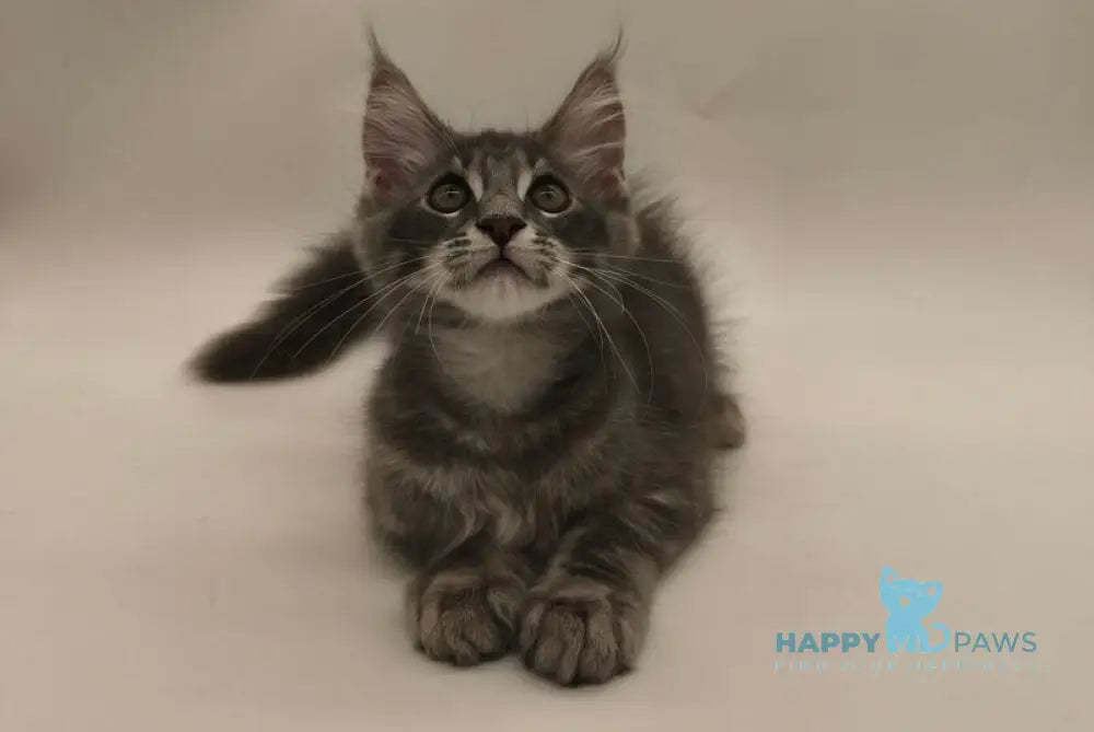 Lexus Maine Coon male blue tabby live animals