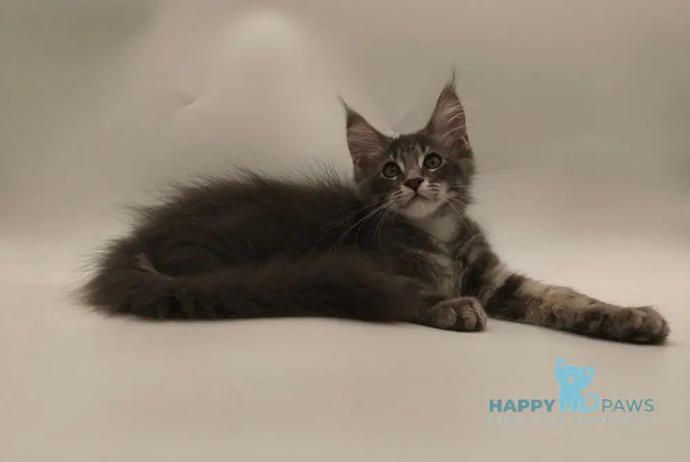 Lexus Maine Coon male blue tabby live animals