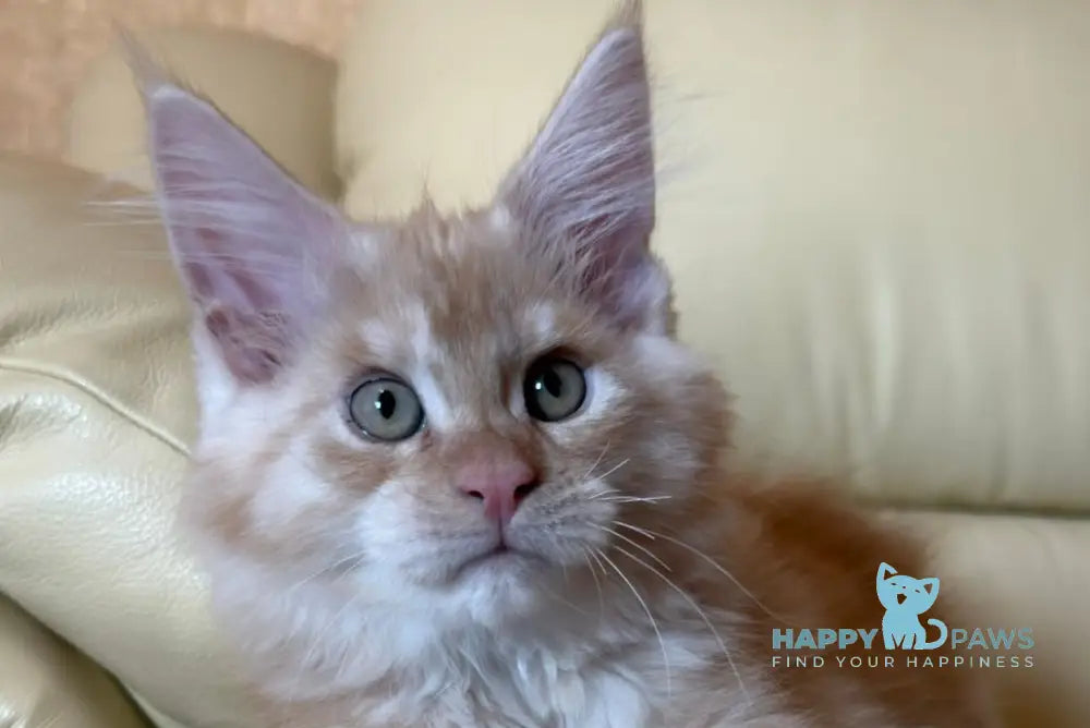 Lexus Maine Coon male red silver tabby live animals