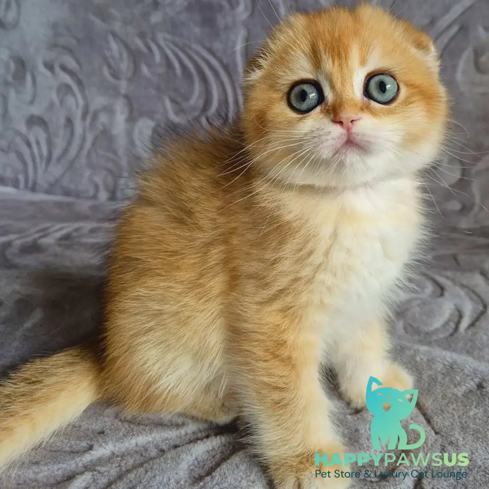 Leyla Scottish Fold female black golden chinchilla - live animals
