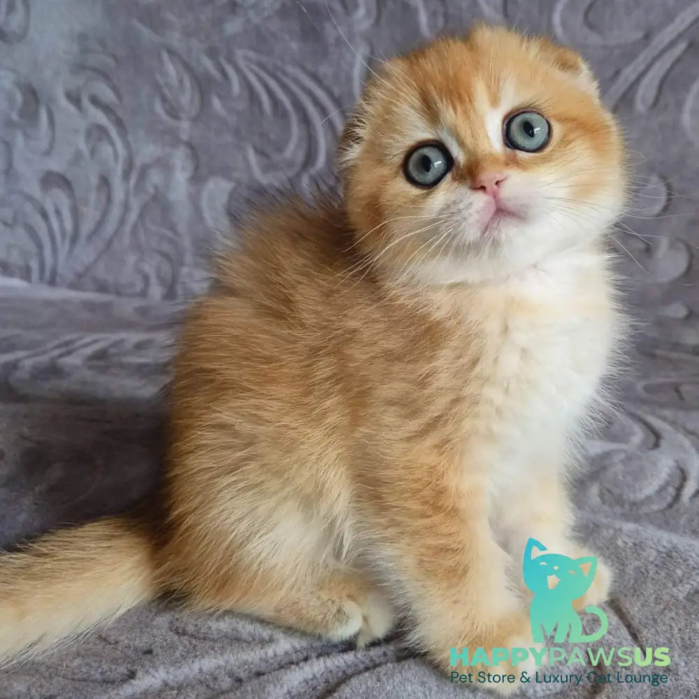 Leyla Scottish Fold female black golden chinchilla - live animals