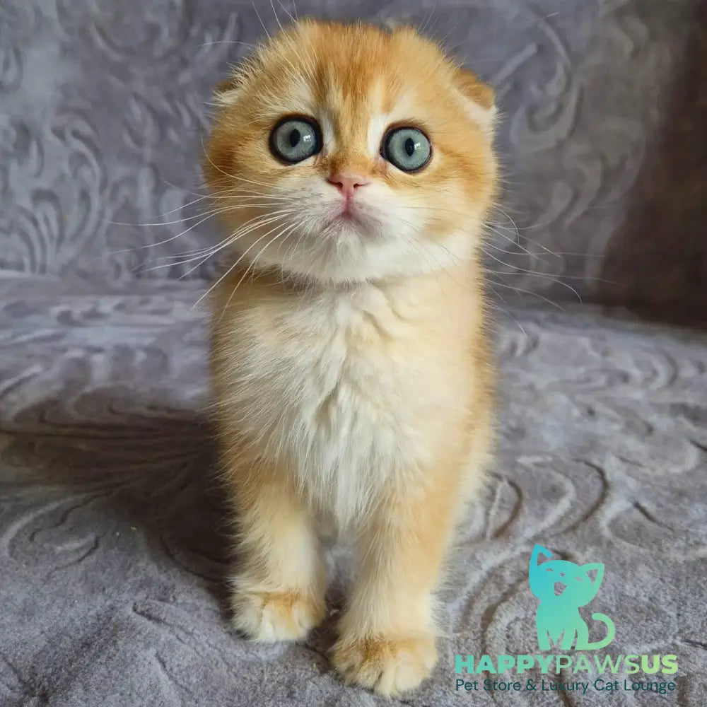 Leyla Scottish Fold female black golden chinchilla - live animals