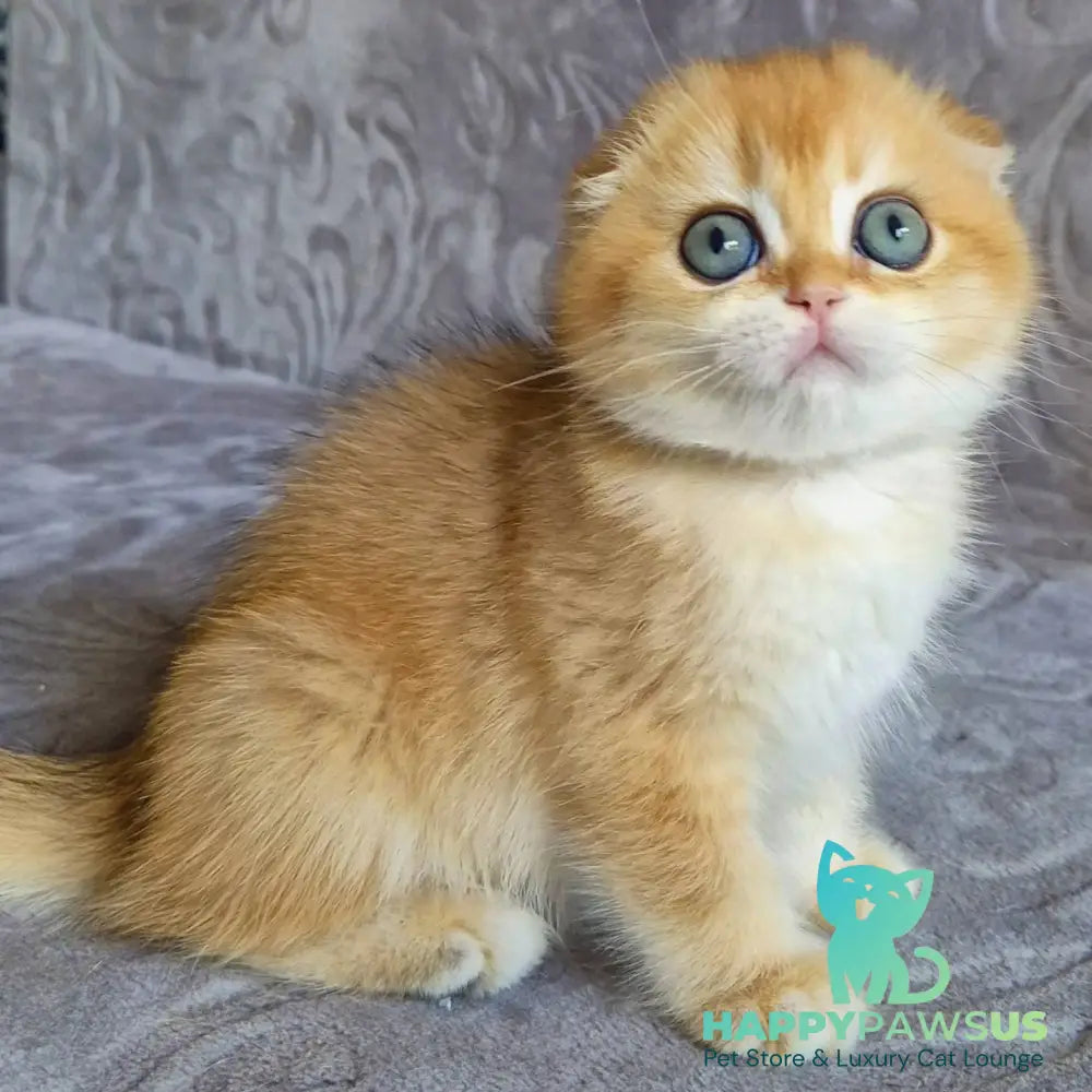 Leyla Scottish Fold female black golden chinchilla - live animals