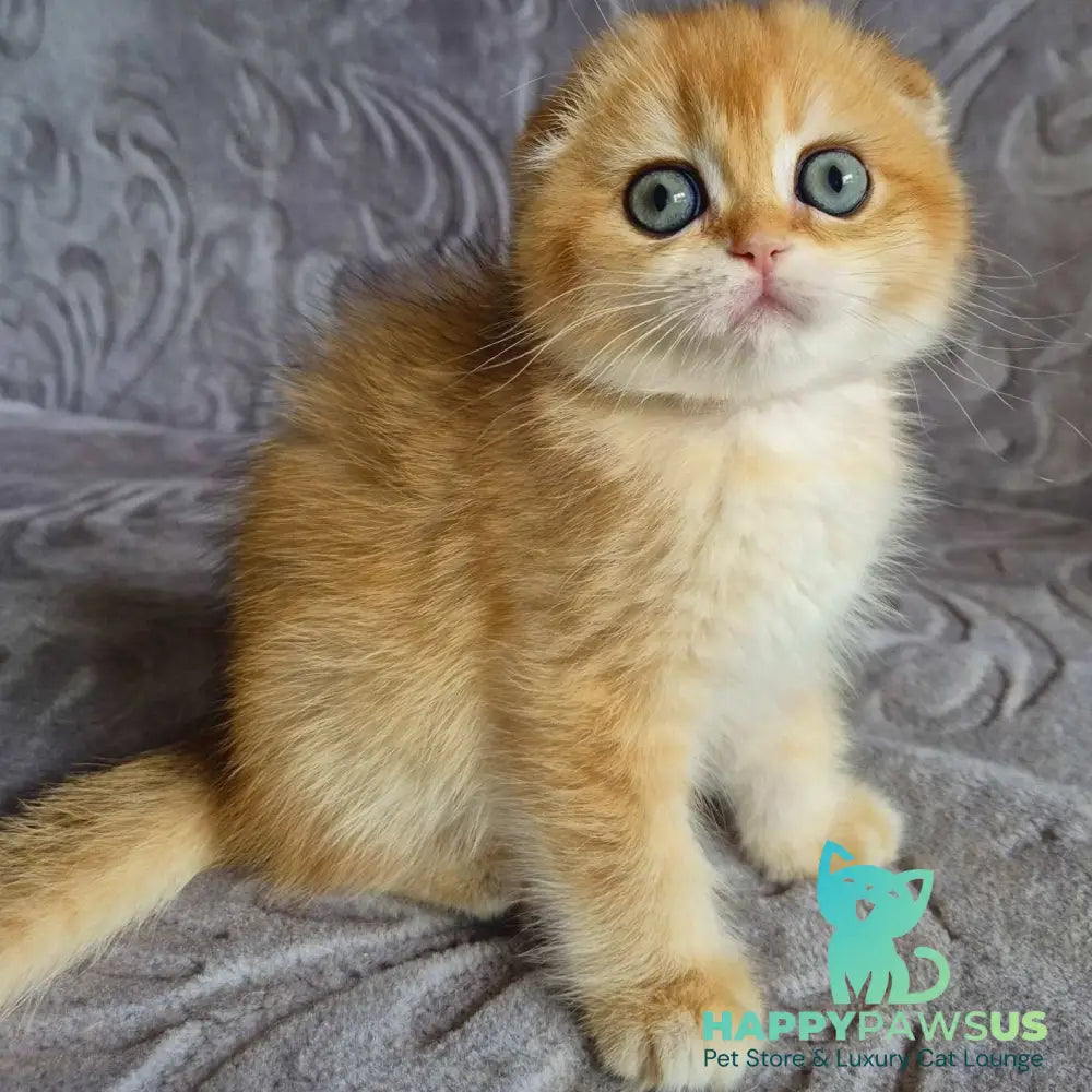 Leyla Scottish Fold female black golden chinchilla - live animals