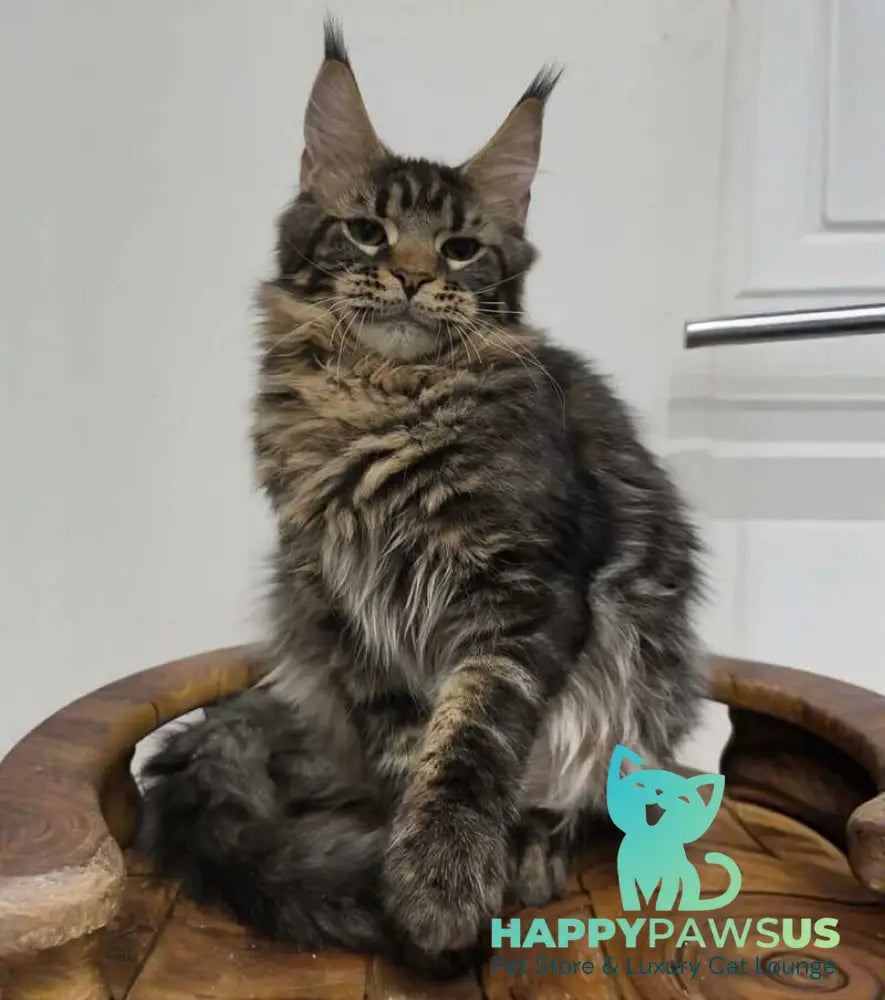 Li Dan Maine Coon male black tabby - live animals