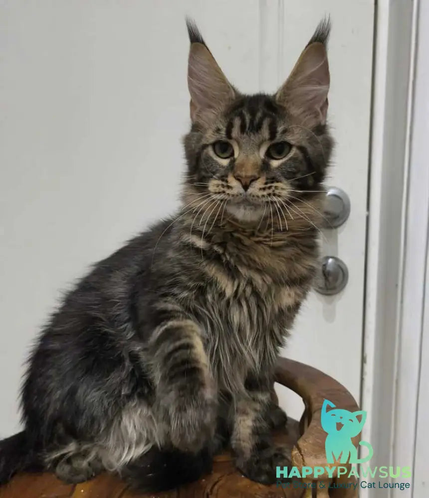 Li Dan Maine Coon male black tabby - live animals