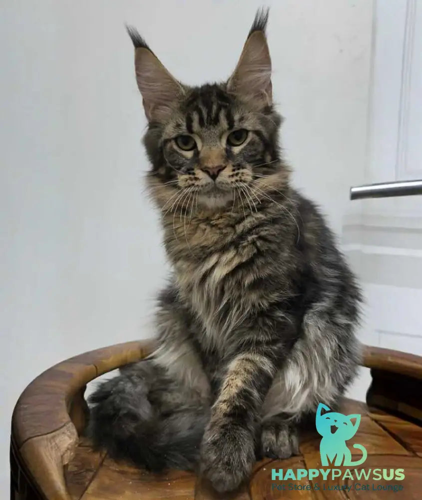 Li Dan Maine Coon male black tabby - live animals
