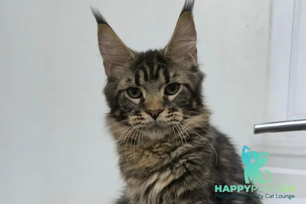 Li Dan Maine Coon male black tabby - live animals